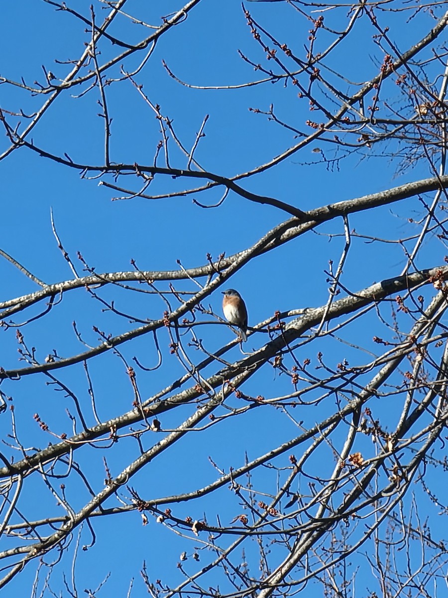 Eastern Bluebird - ML645948558