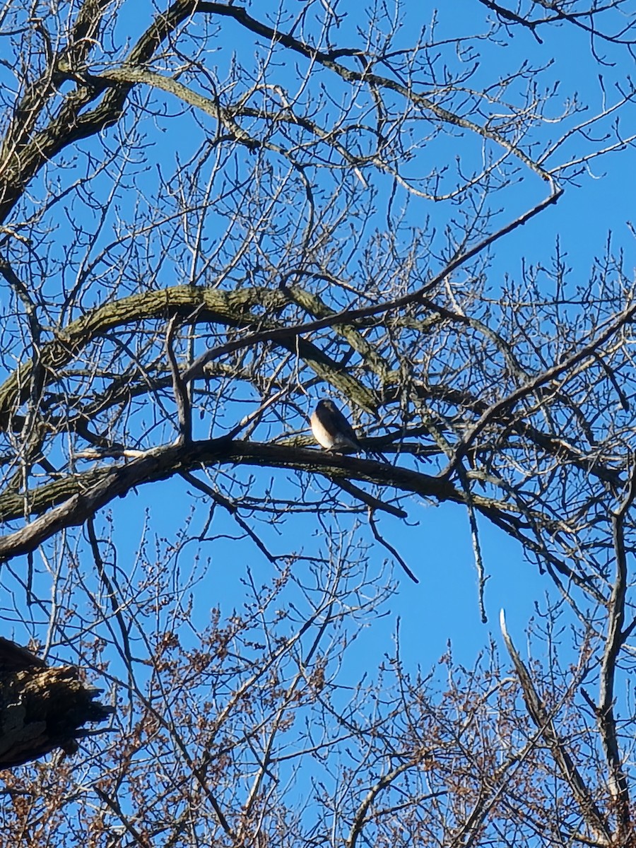 Eastern Bluebird - ML645948559