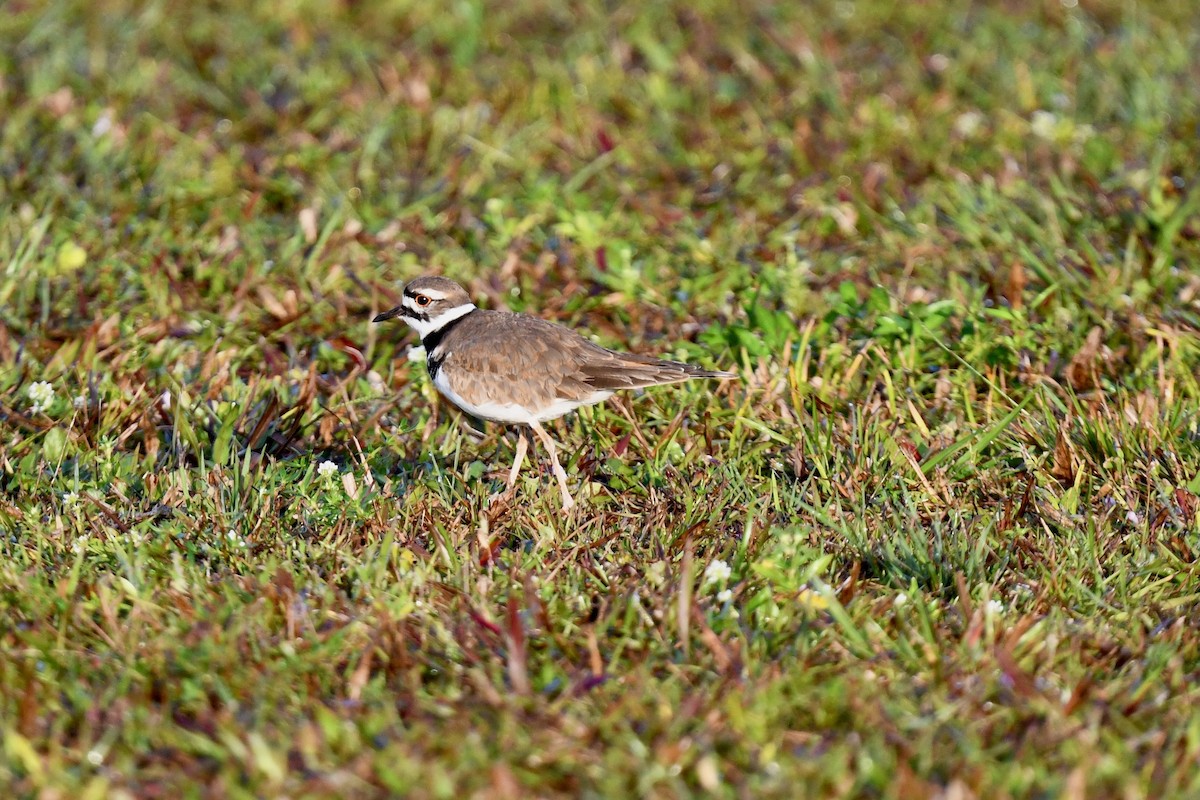 Kildir txirritxoa - ML645948560