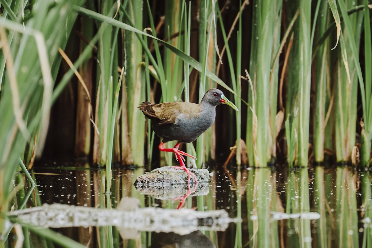 Plumbeous Rail - ML645948564