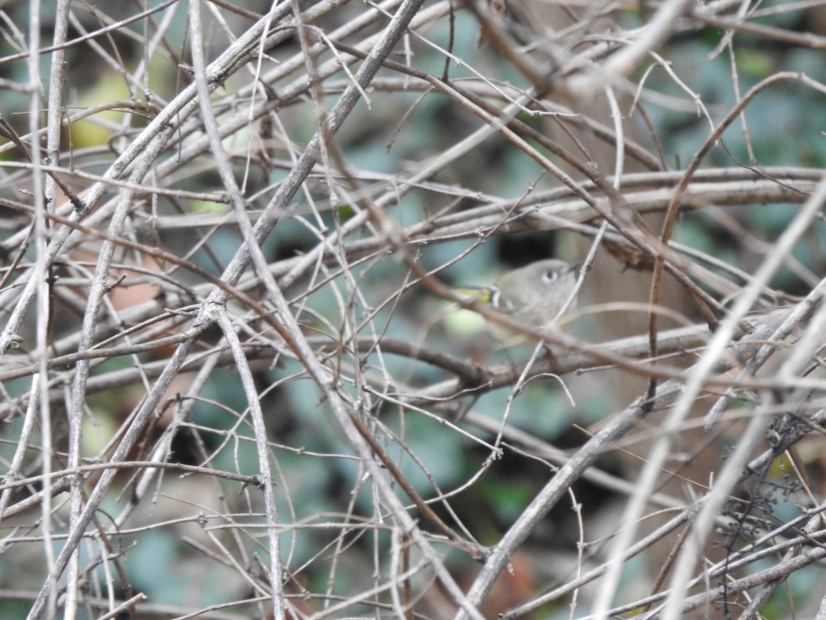 Erregetxo mottogorria - ML645948565