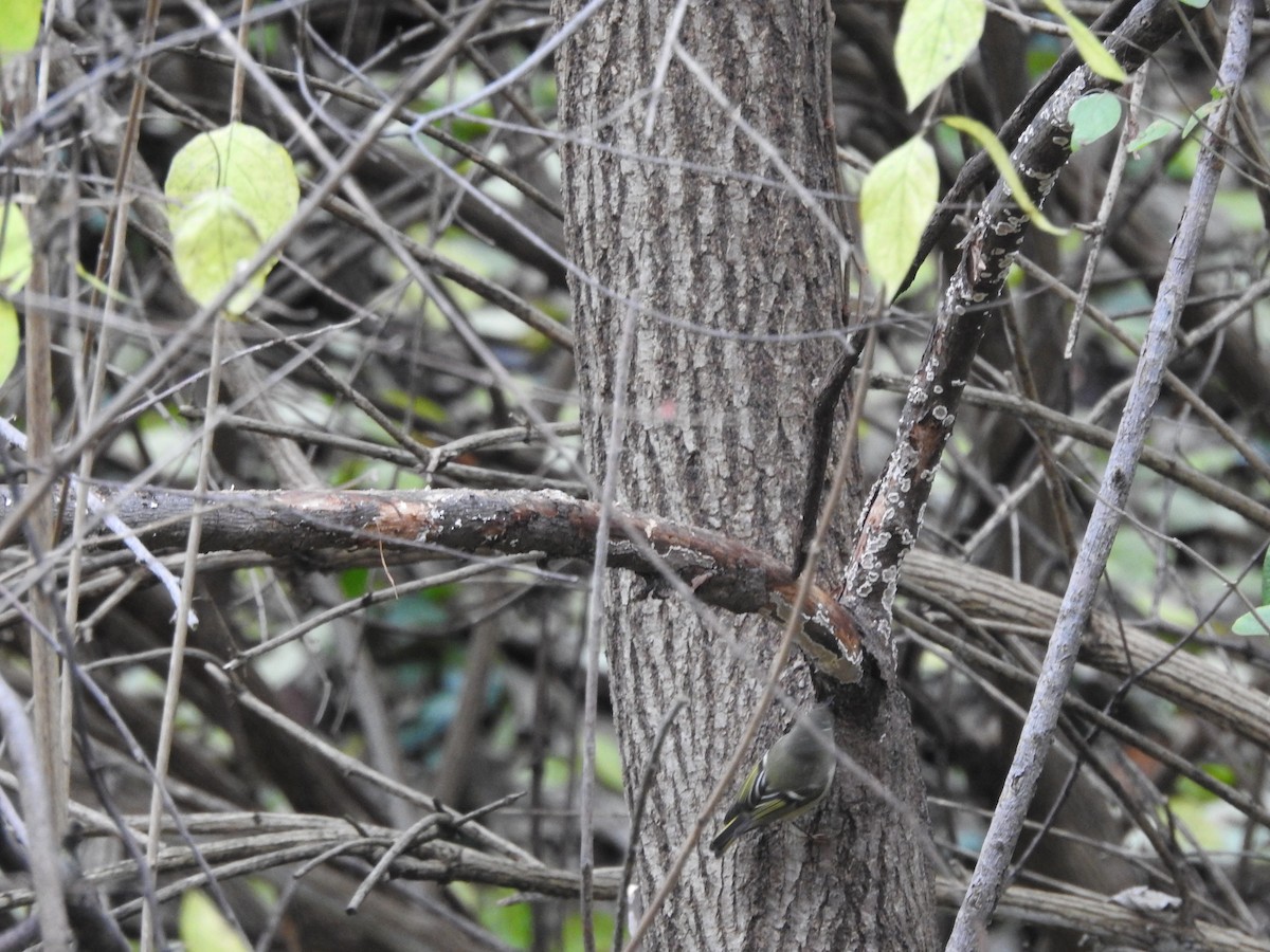 Erregetxo mottogorria - ML645948566