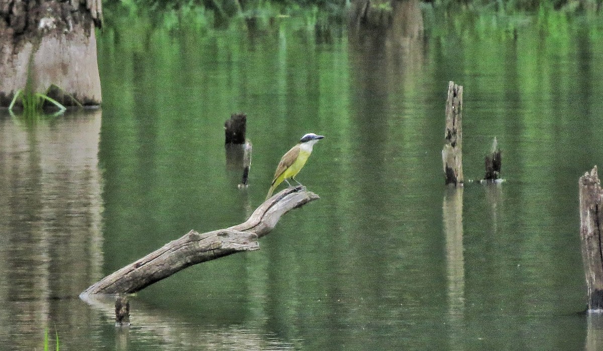 Social Flycatcher - ML645948567