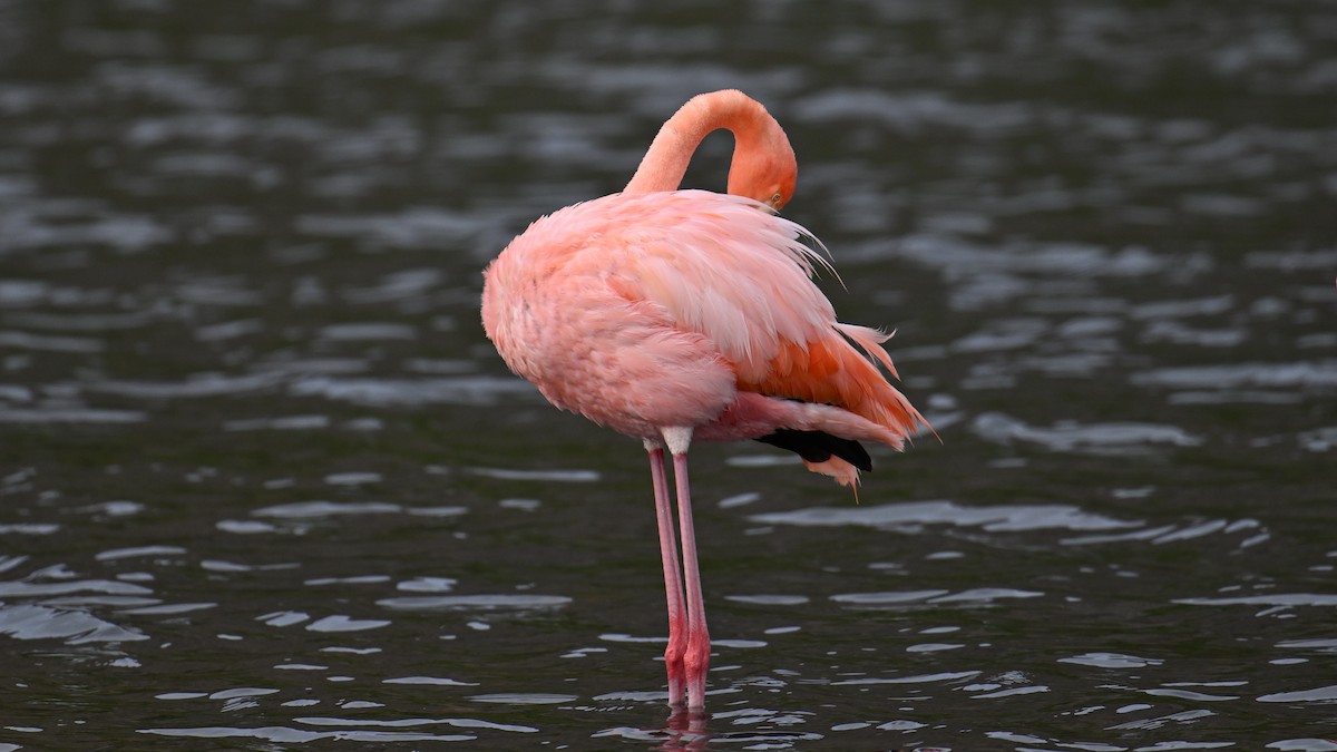 Flamenko gorria - ML645948568