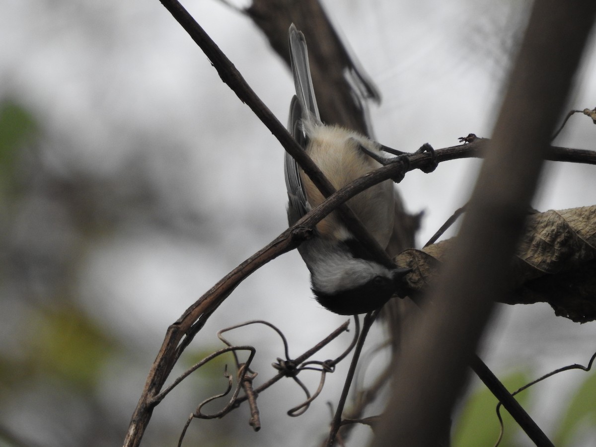 Carolina Chickadee - ML645948569