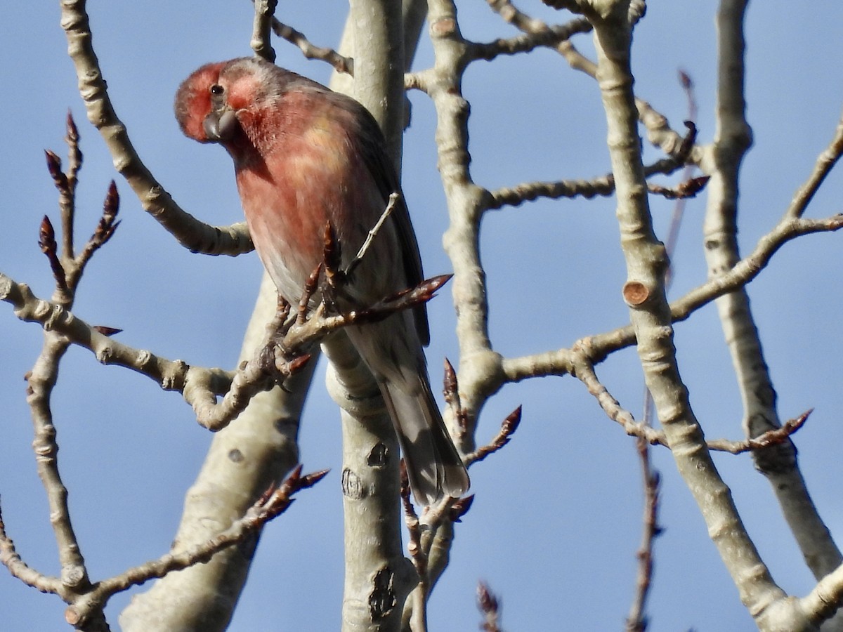 Burugorri arrunta - ML645948570