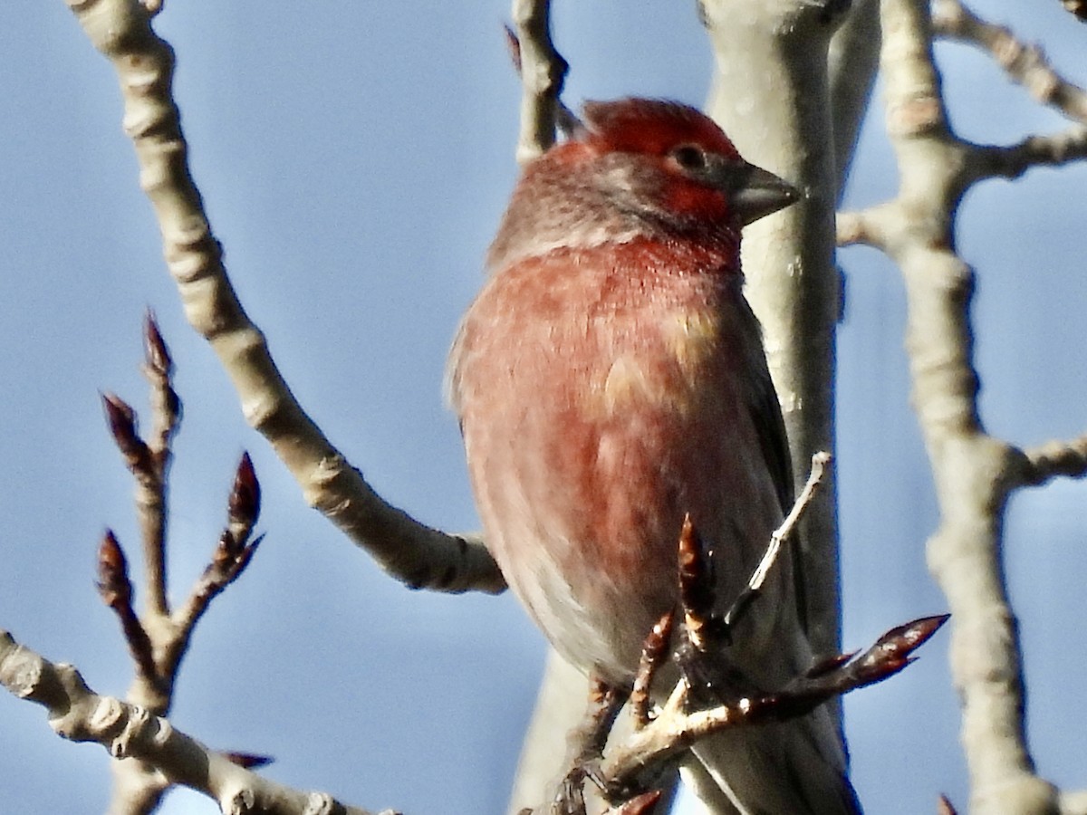 Burugorri arrunta - ML645948571