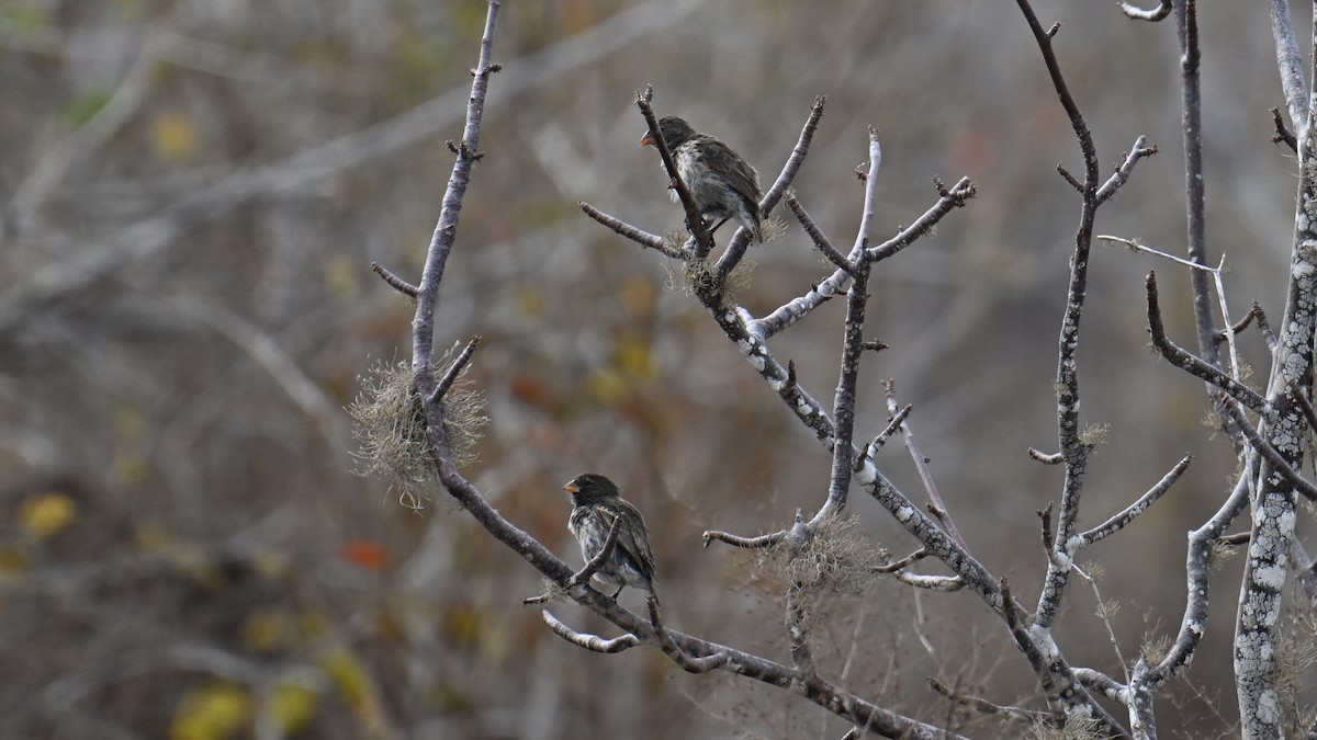 Small Ground-Finch - ML645948572