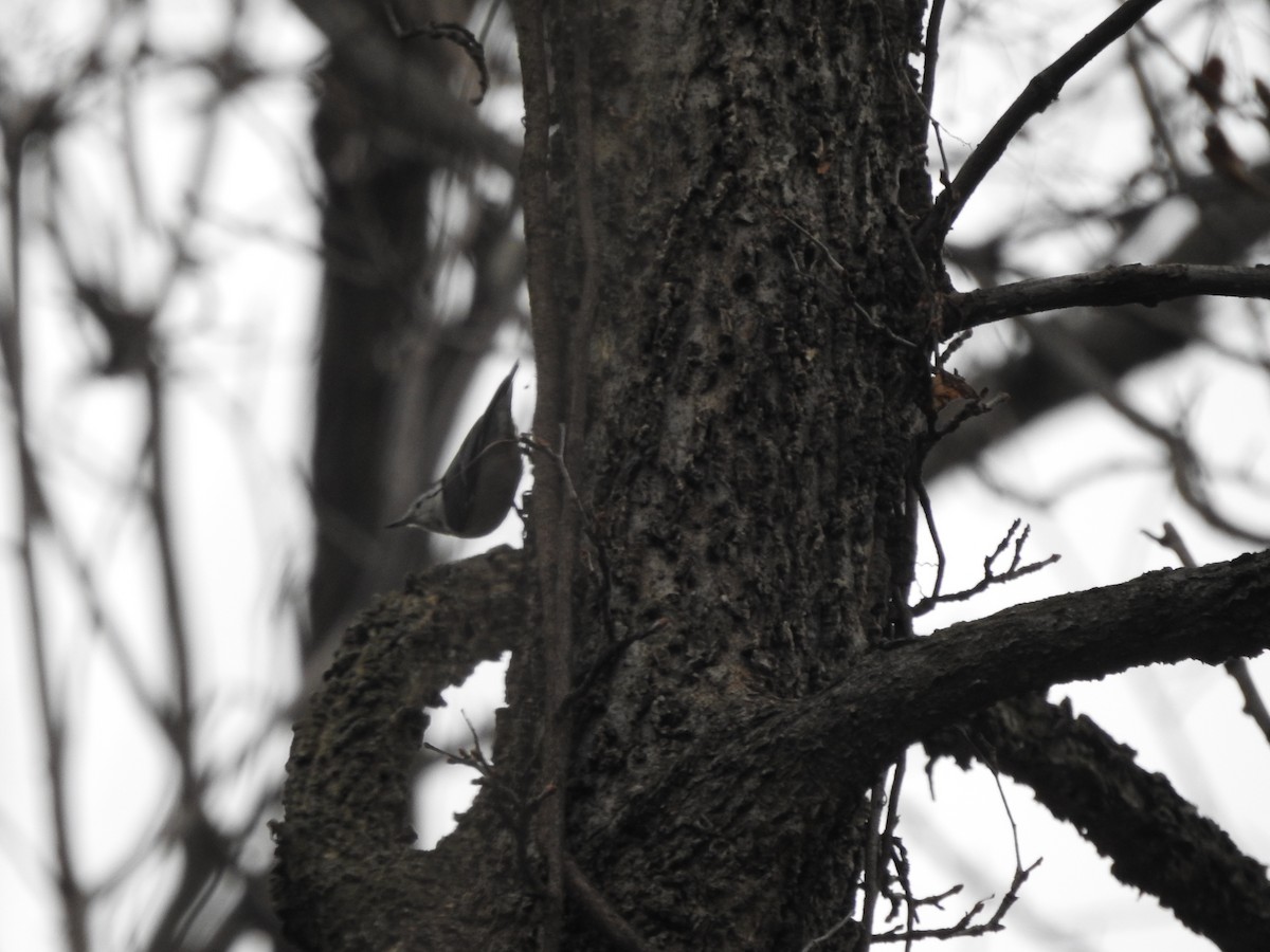 White-breasted Nuthatch - ML645948573