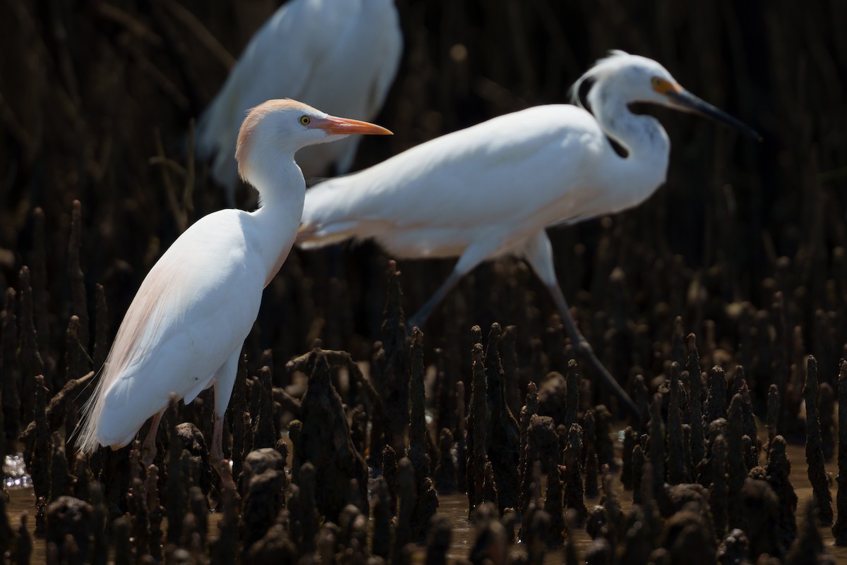 Koartzatxo itzaina - ML645948574