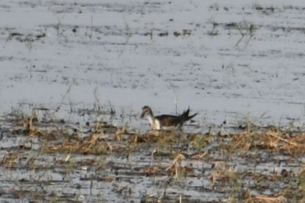 fasanbladhøne - ML645948605