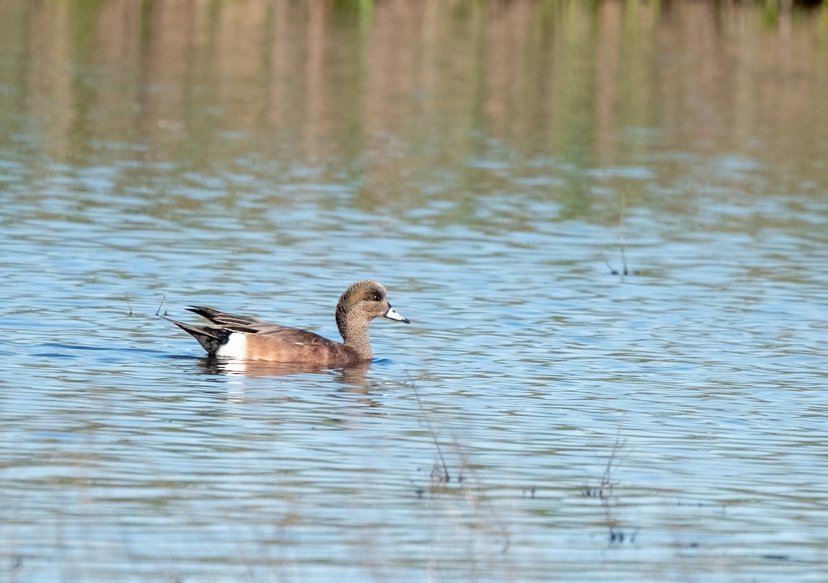 American Wigeon - ML645948608
