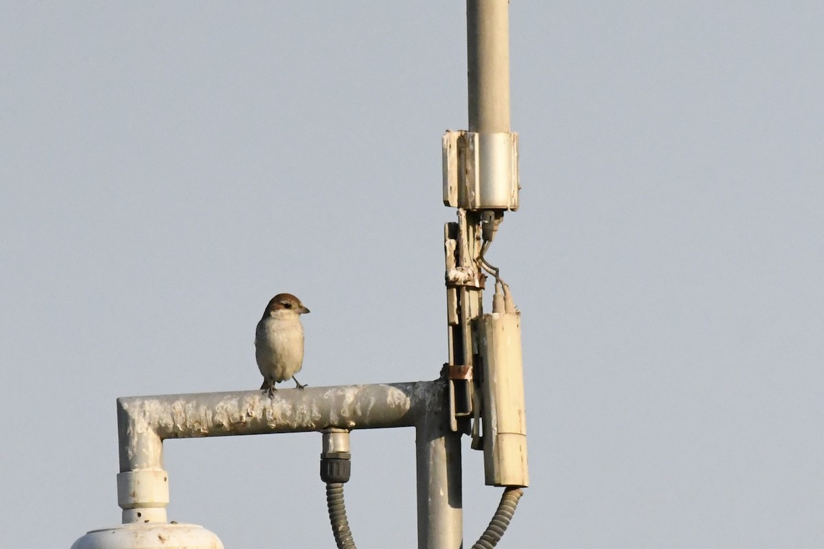 Isabelline Shrike - ML645948609