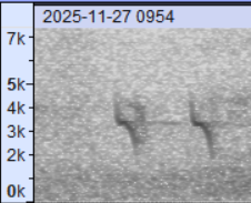 Red Crossbill (Ponderosa Pine or type 2) - ML645948610