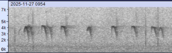 Red Crossbill (Northeastern or type 12) - ML645948612