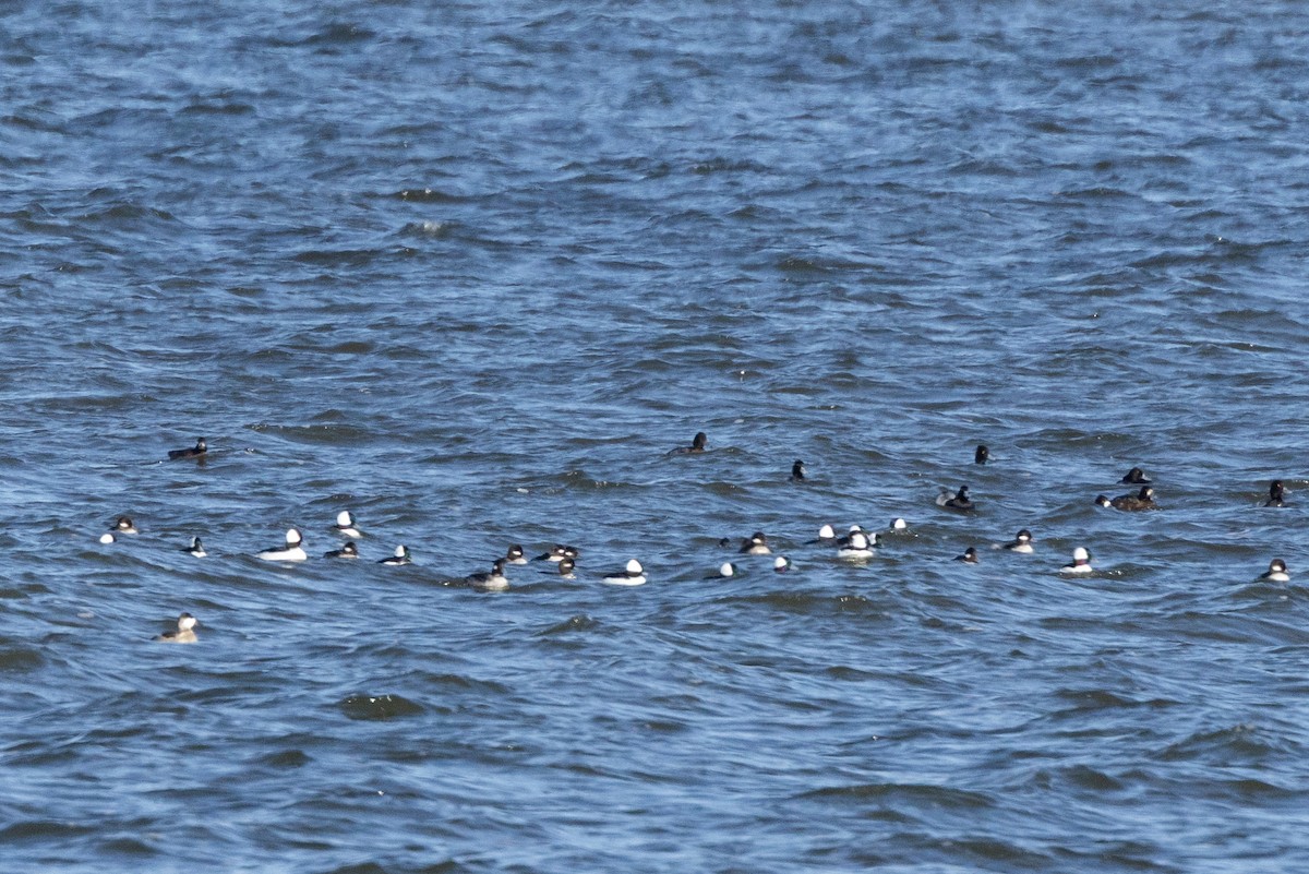 Bufflehead - ML645948628