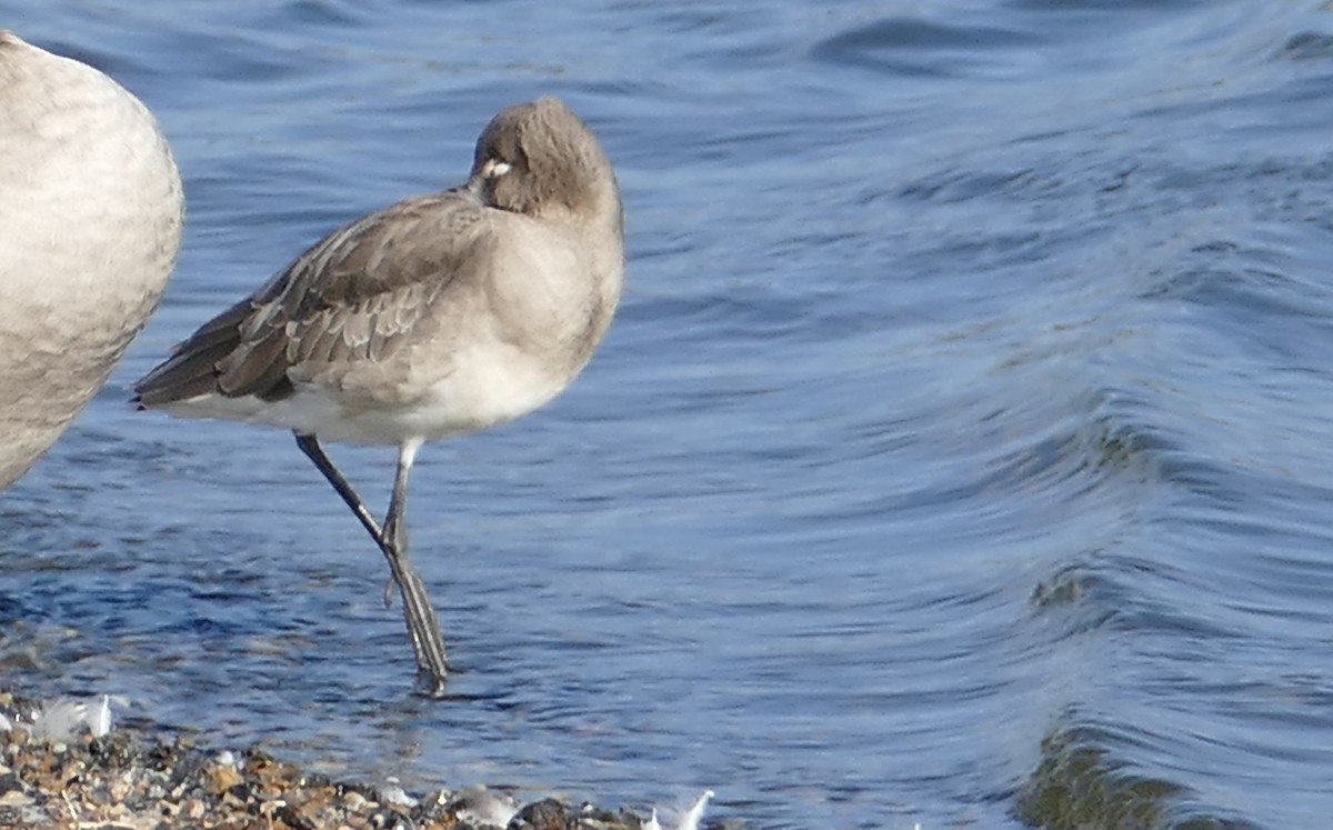 Black-tailed Godwit - ML645948632