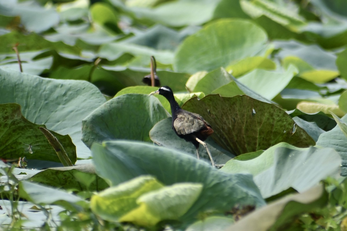 Bronze-winged Jacana - ML645948633