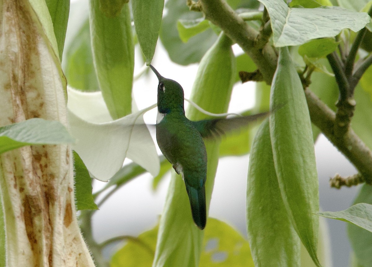 White-throated Daggerbill - ML645948637