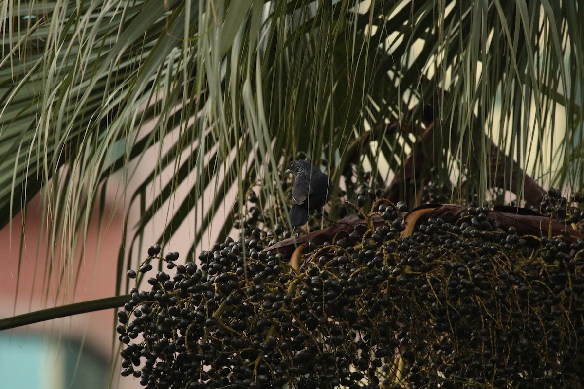 Blue Whistling-Thrush - ML645948639