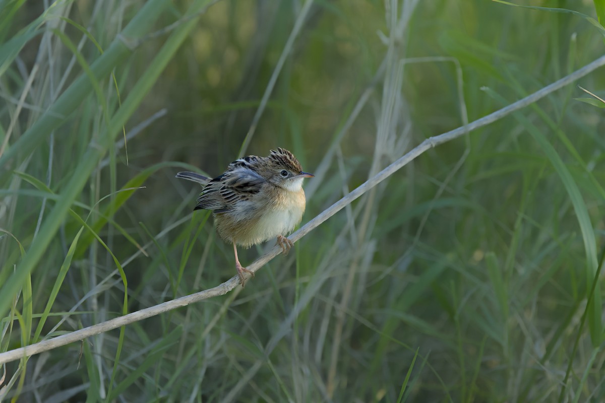Zitting Cisticola - ML645948652