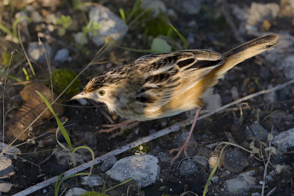 Zitting Cisticola - ML645948653