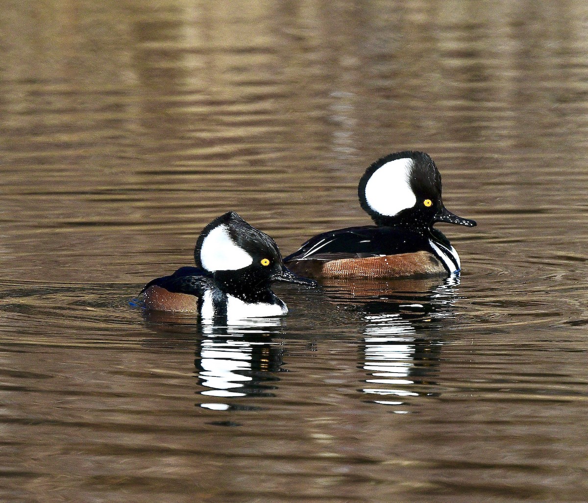 Hooded Merganser - ML645948655