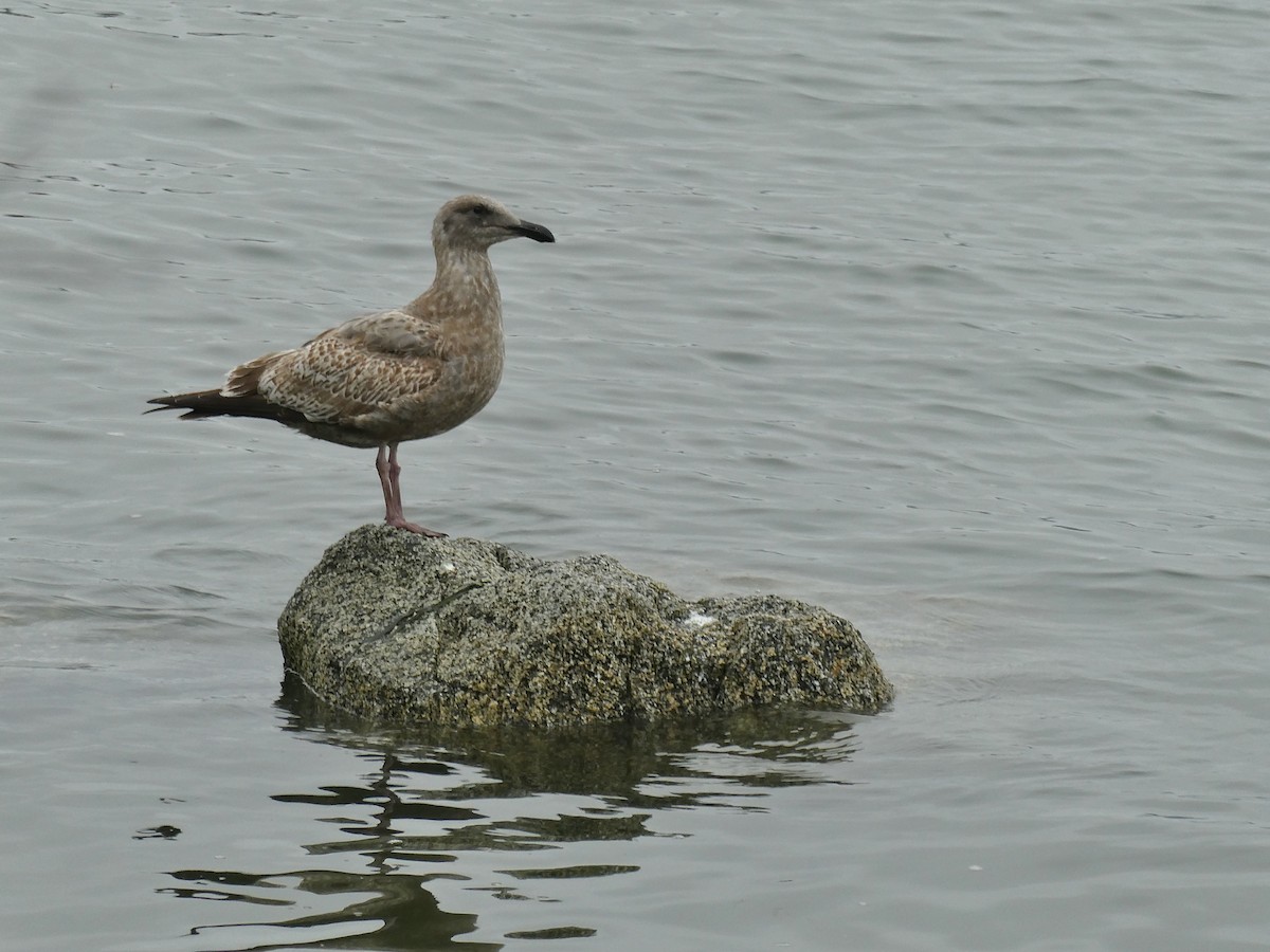 Мартин західний - ML645948661