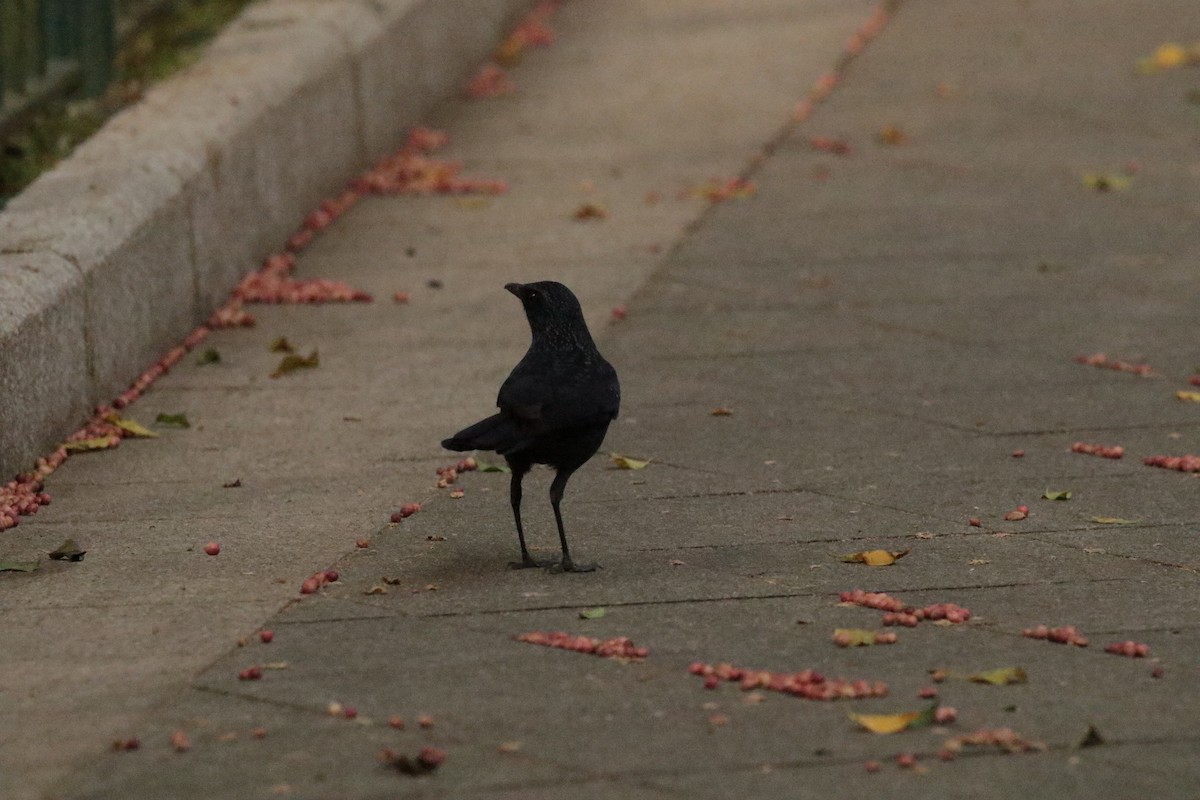 Blue Whistling-Thrush - ML645948664