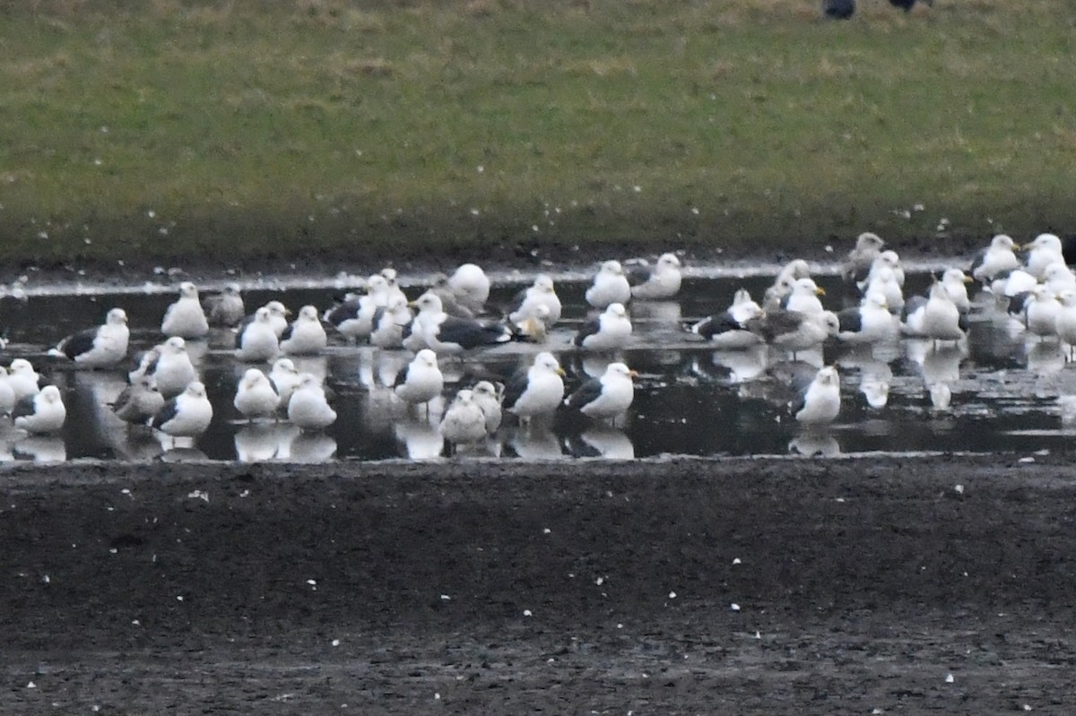 Zafferano - ML645948686