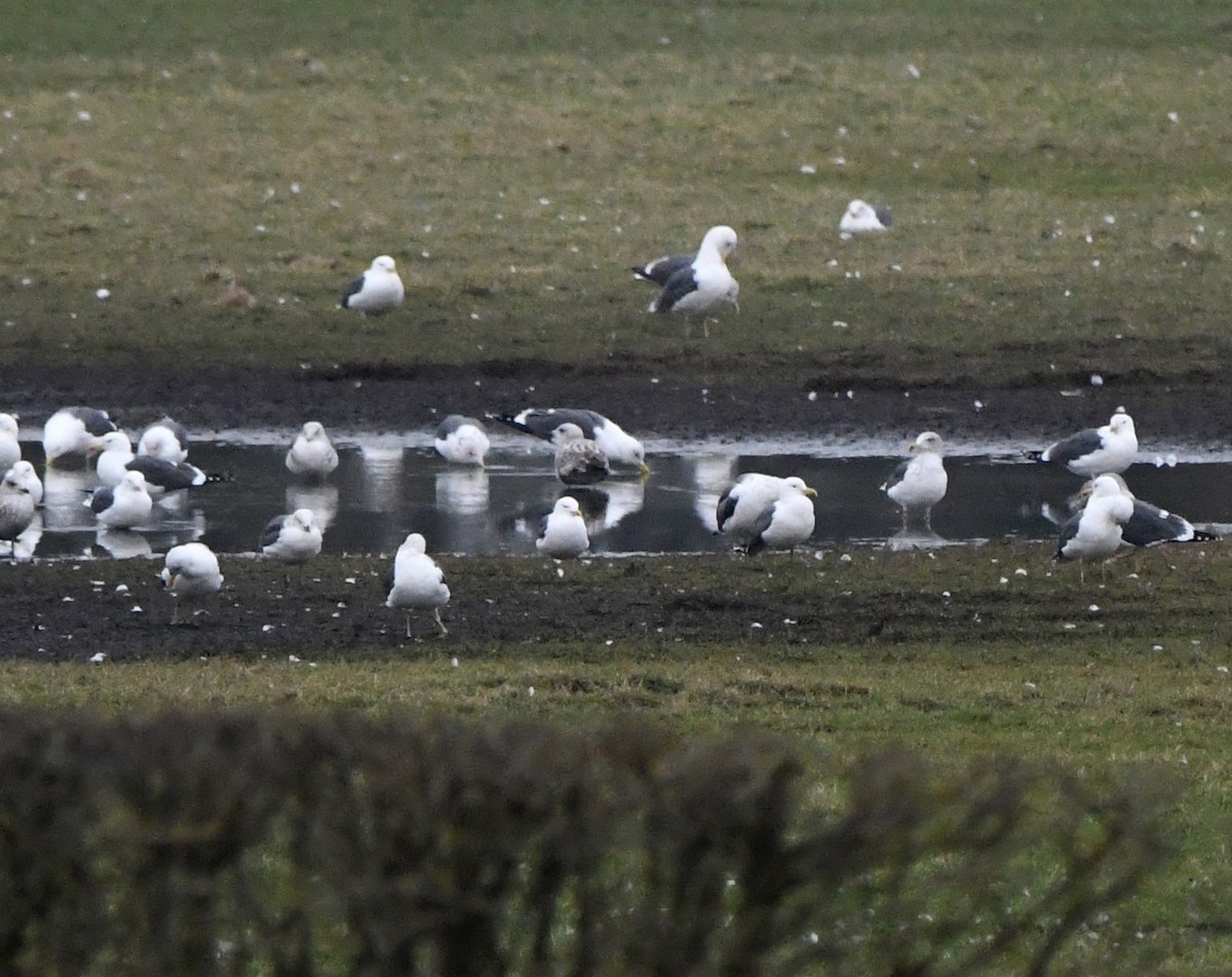 Zafferano - ML645948687