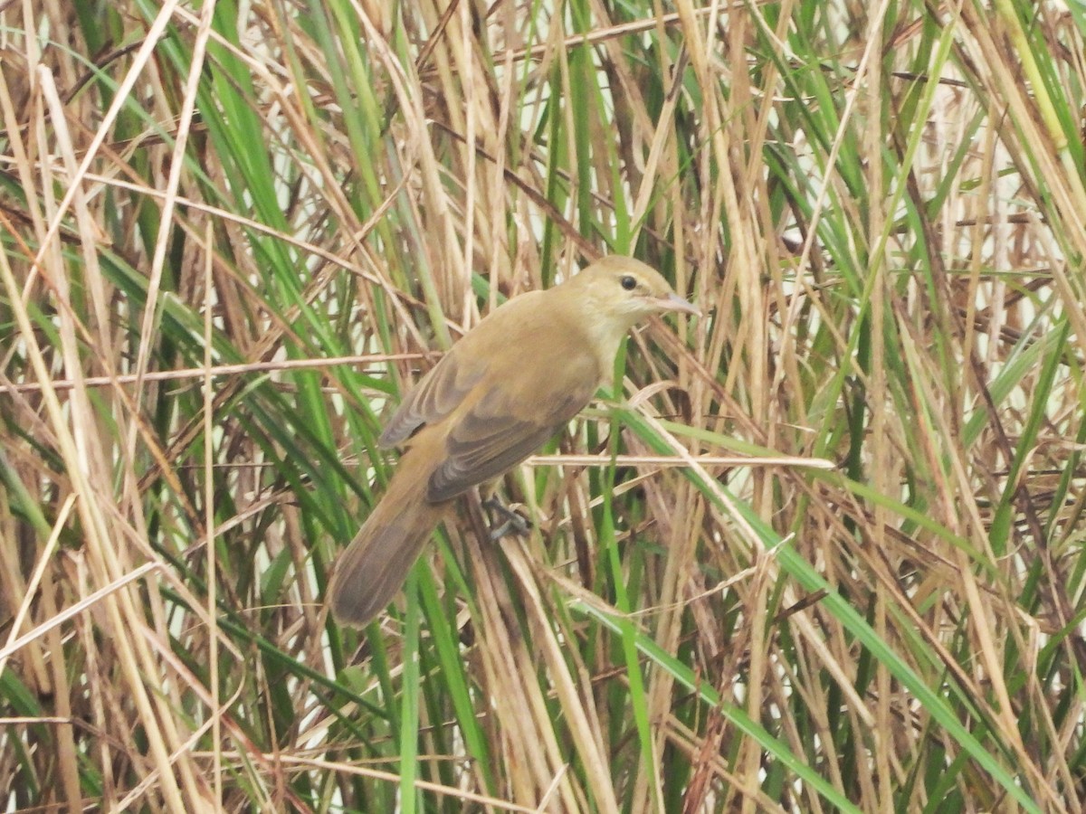 קנית אפריקנית - ML645948688