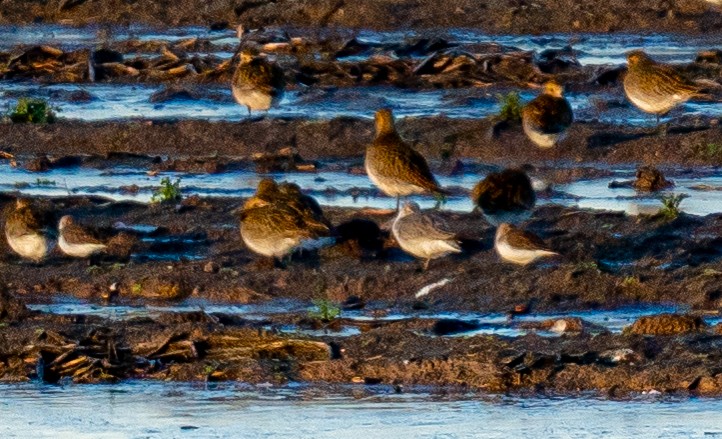חופית להקנית - ML645948691