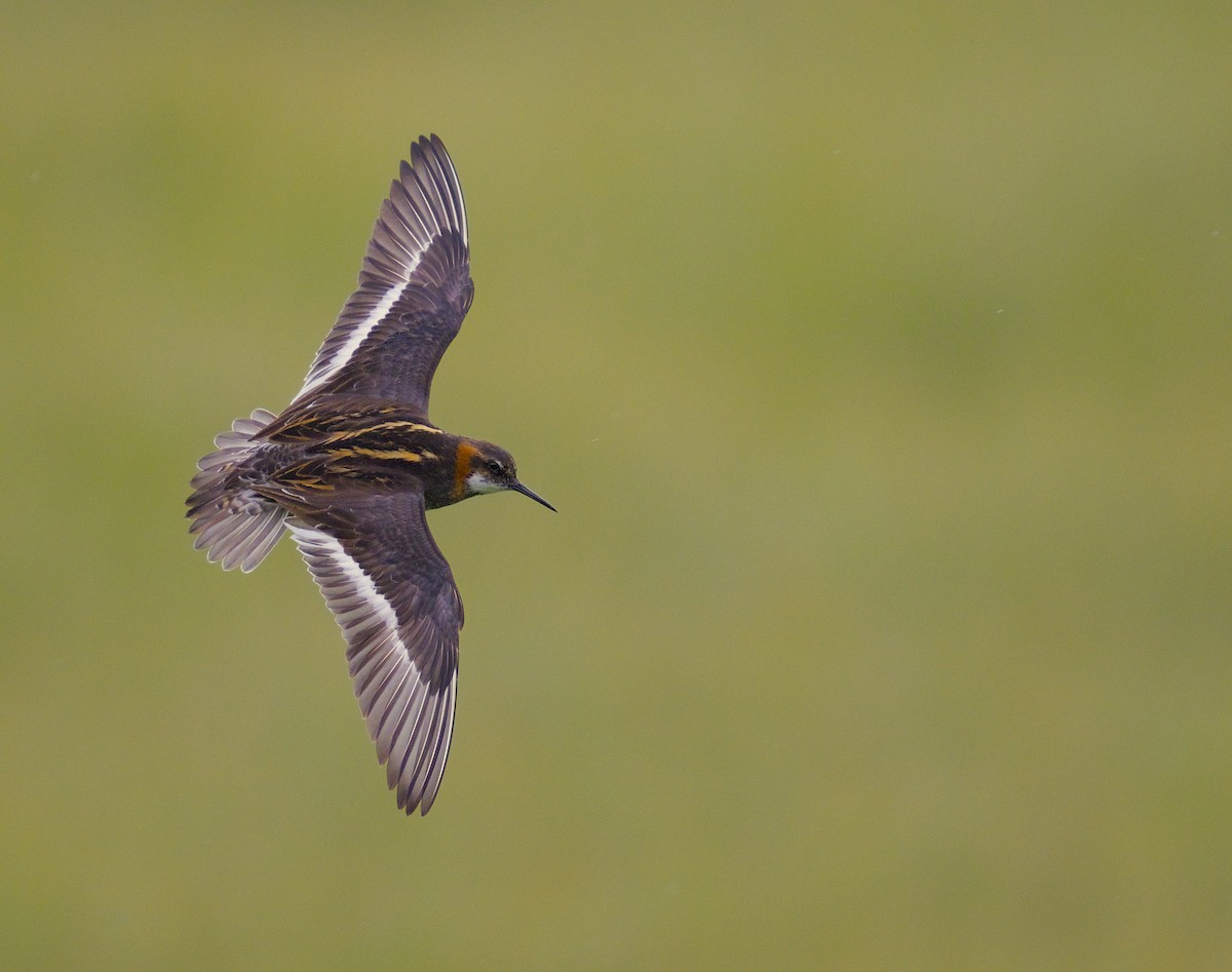 Red-necked Phalarope - ML645948694