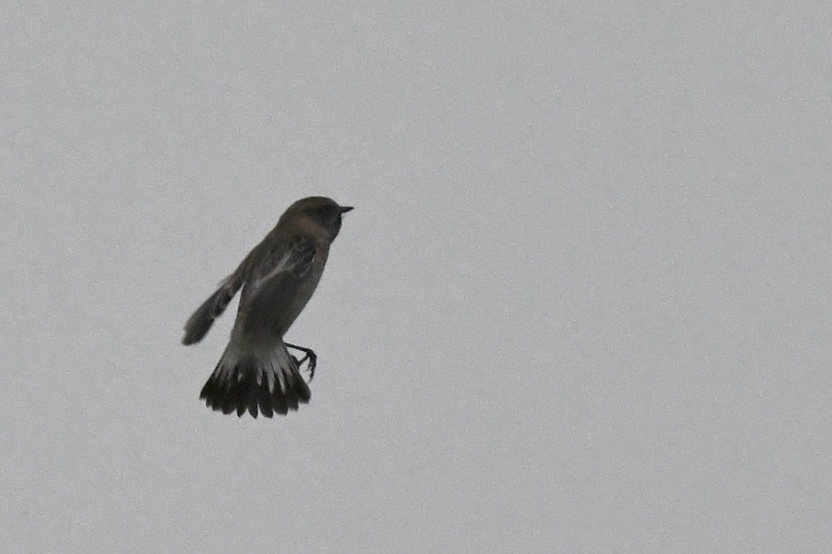 Siberian Stonechat - ML645948711