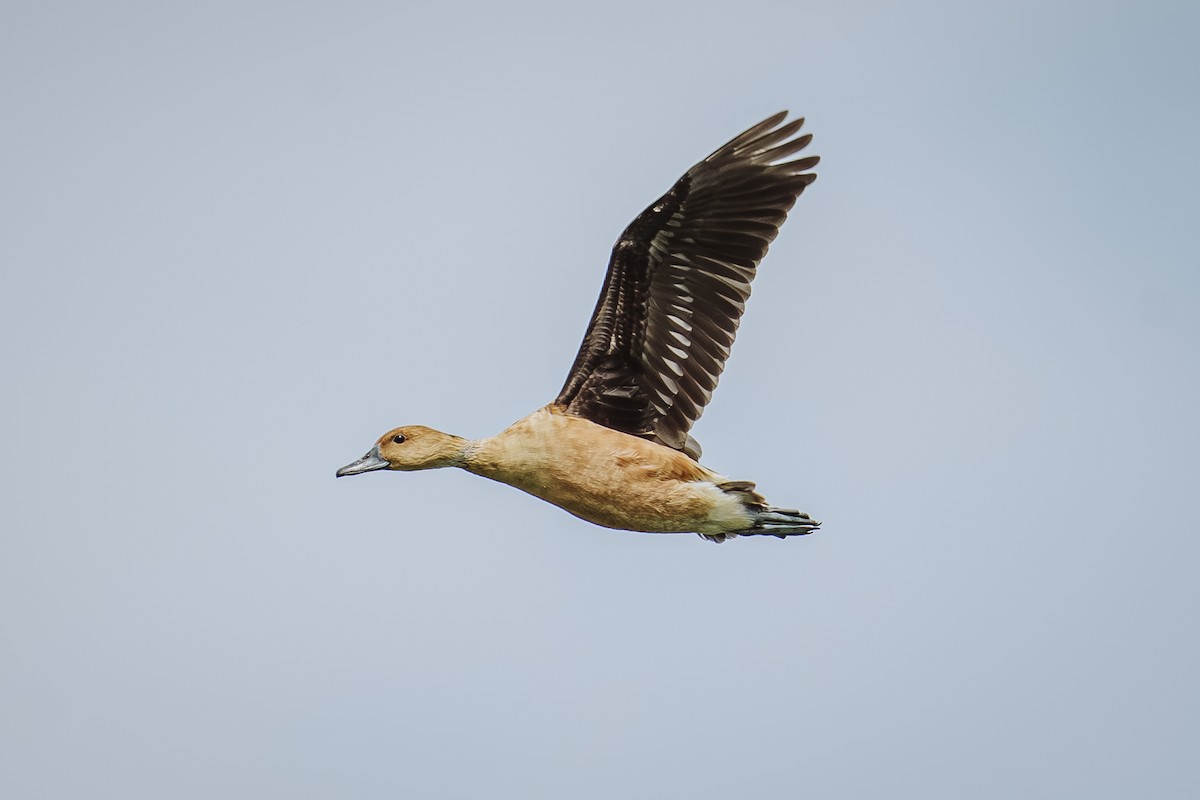 Fulvous Whistling-Duck - ML645948714