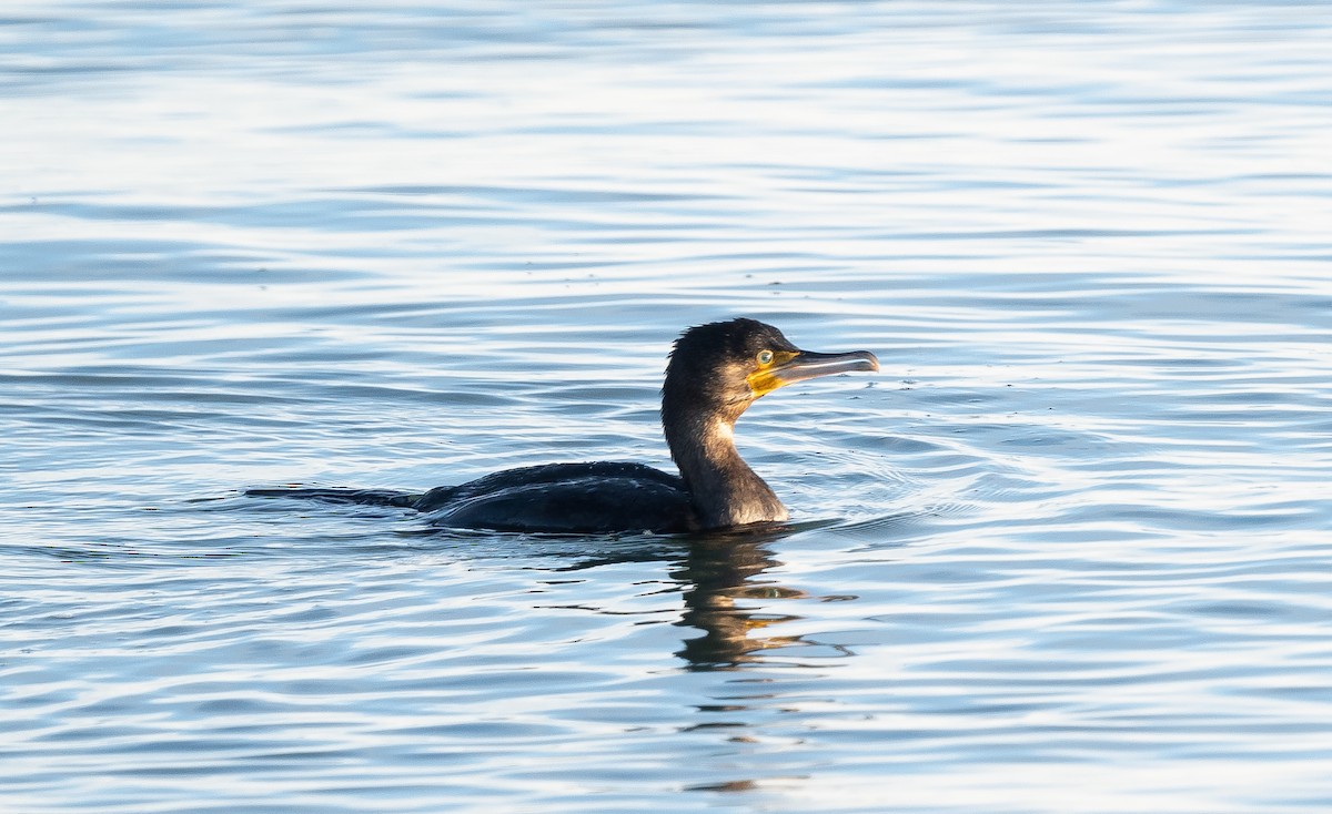 Great Cormorant - ML645948715
