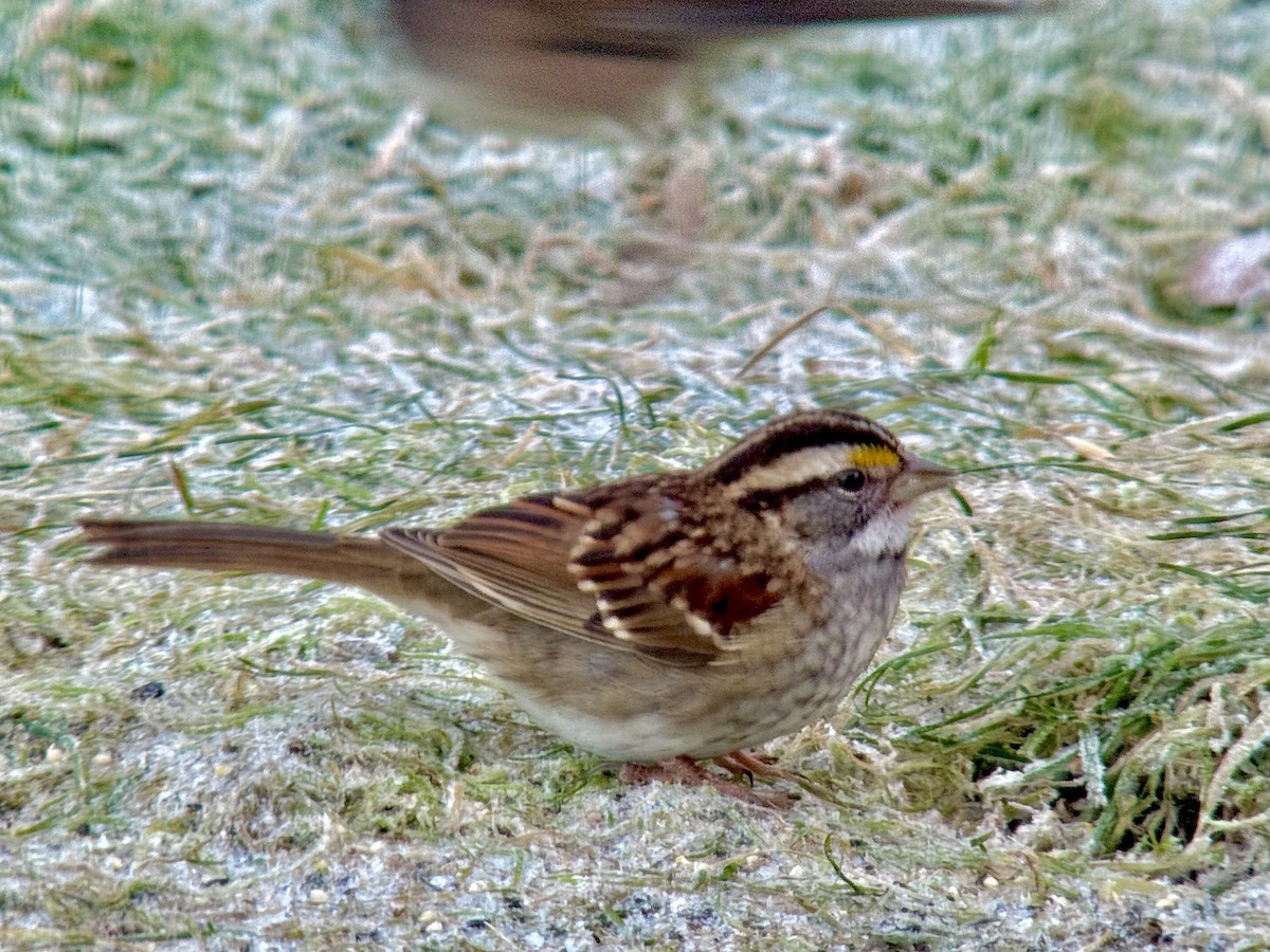 White-throated Sparrow - ML645948716