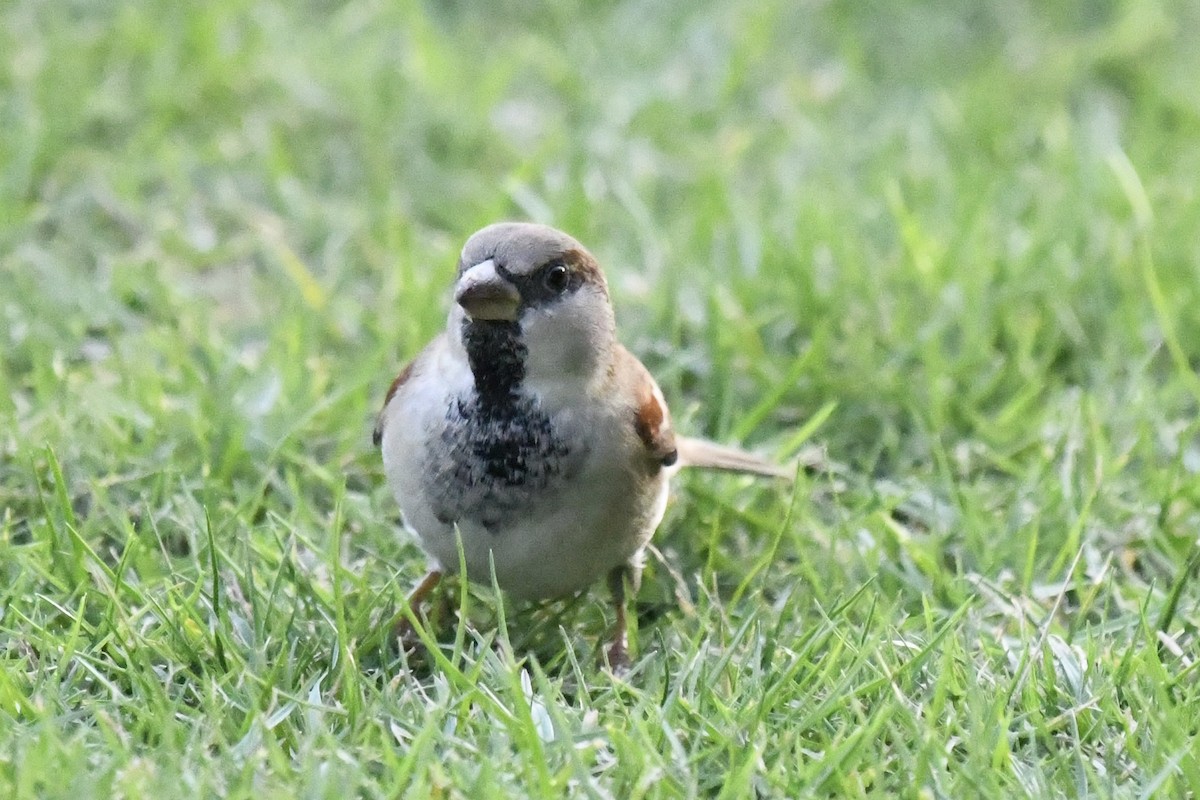 House Sparrow - ML645948717