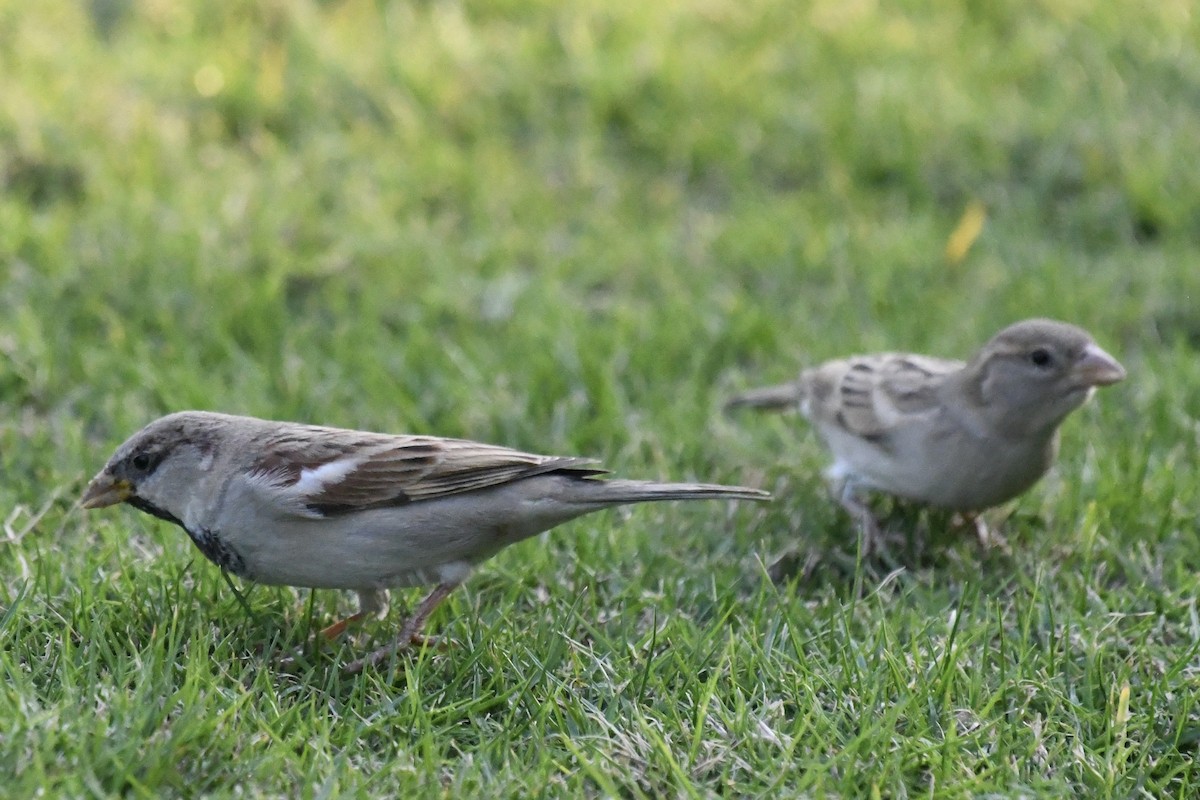 House Sparrow - ML645948718