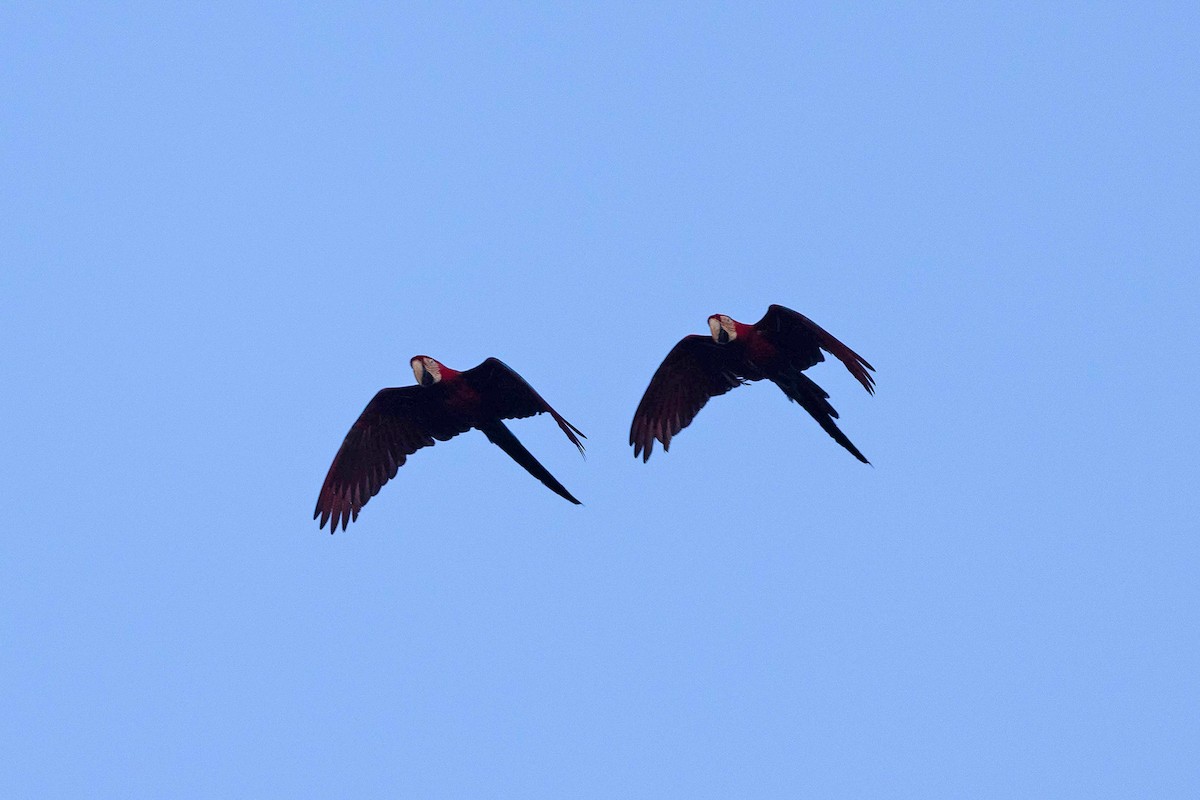 Red-and-green Macaw - ML645948719