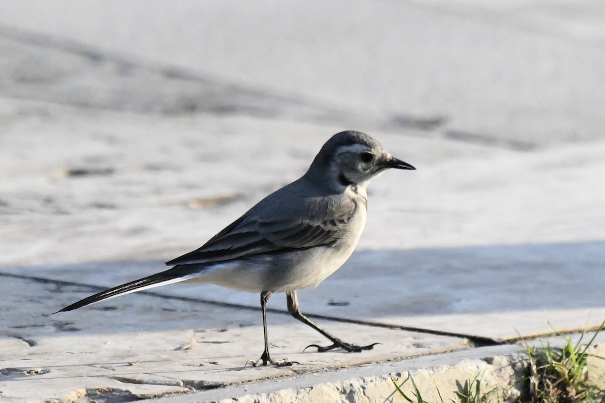 White Wagtail - ML645948722