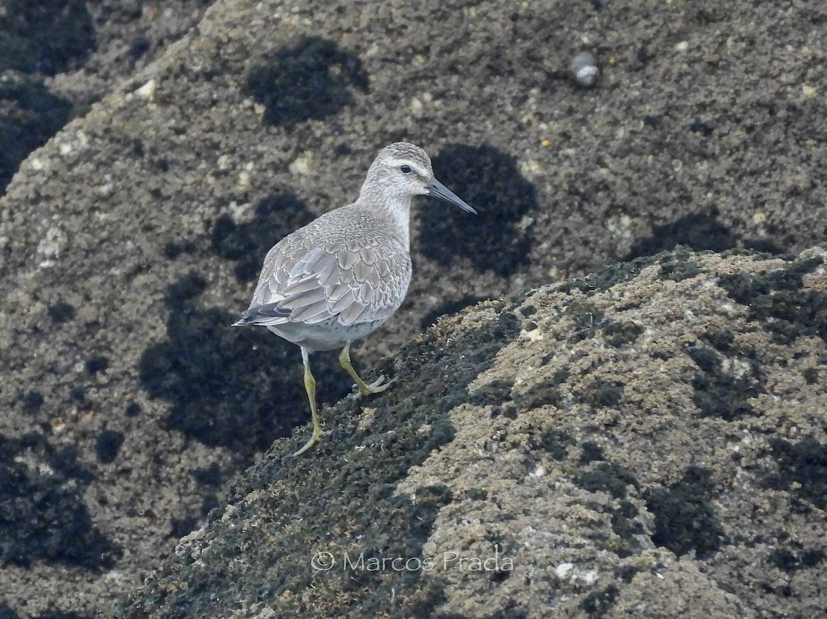 Red Knot - ML645948723