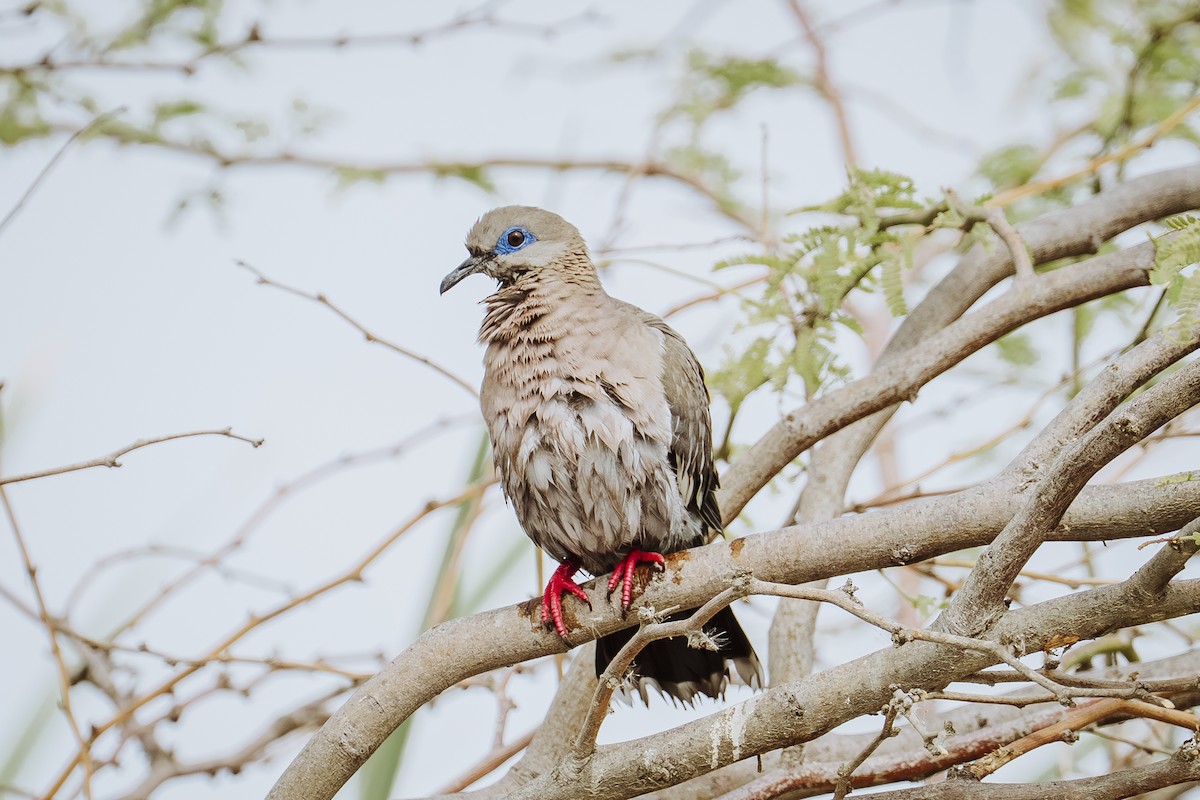 West Peruvian Dove - ML645948725