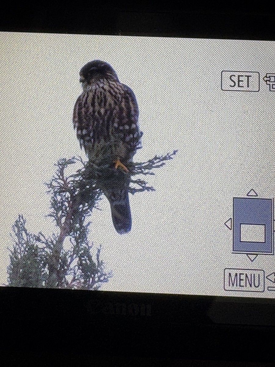 Merlin - ML645948726