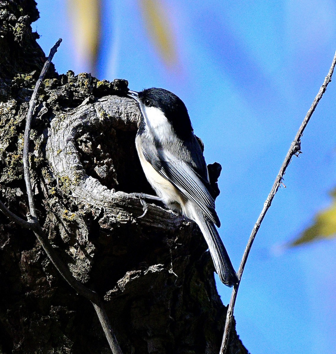 Black-capped Chickadee - ML645948729
