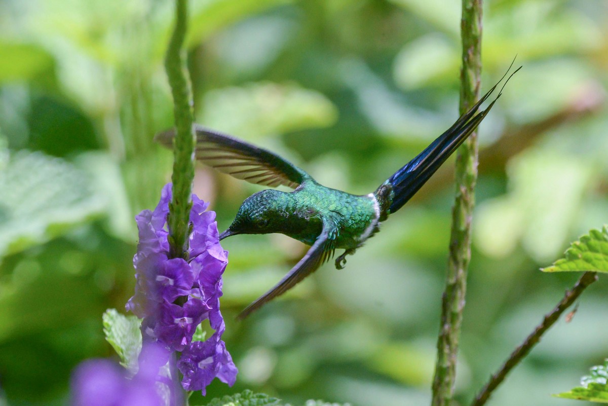 Green Thorntail - ML645948730