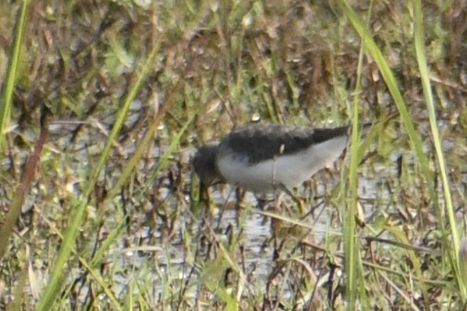 Temminck's Stint - ML645948731