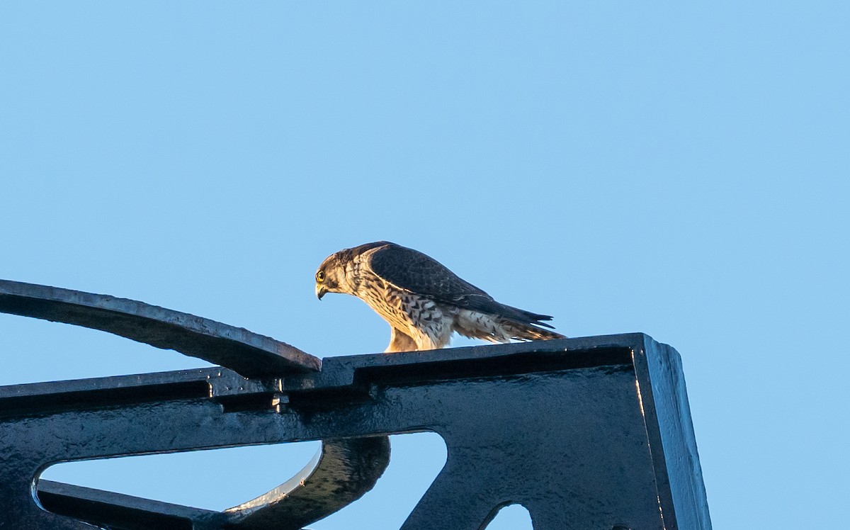 Peregrine Falcon - ML645948733