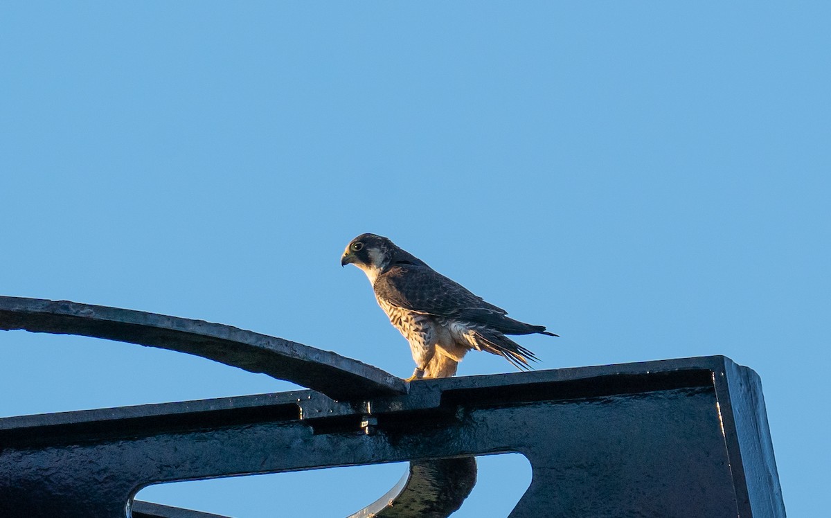 Peregrine Falcon - ML645948734